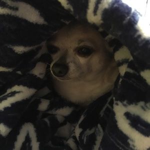 Meet your Posher, Larry